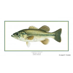 Largemouth Bass Largemouth Bass