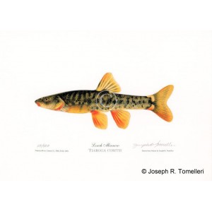 Loach Minnow Loach Minnow