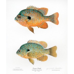 Longear Sunfish Longear Sunfish