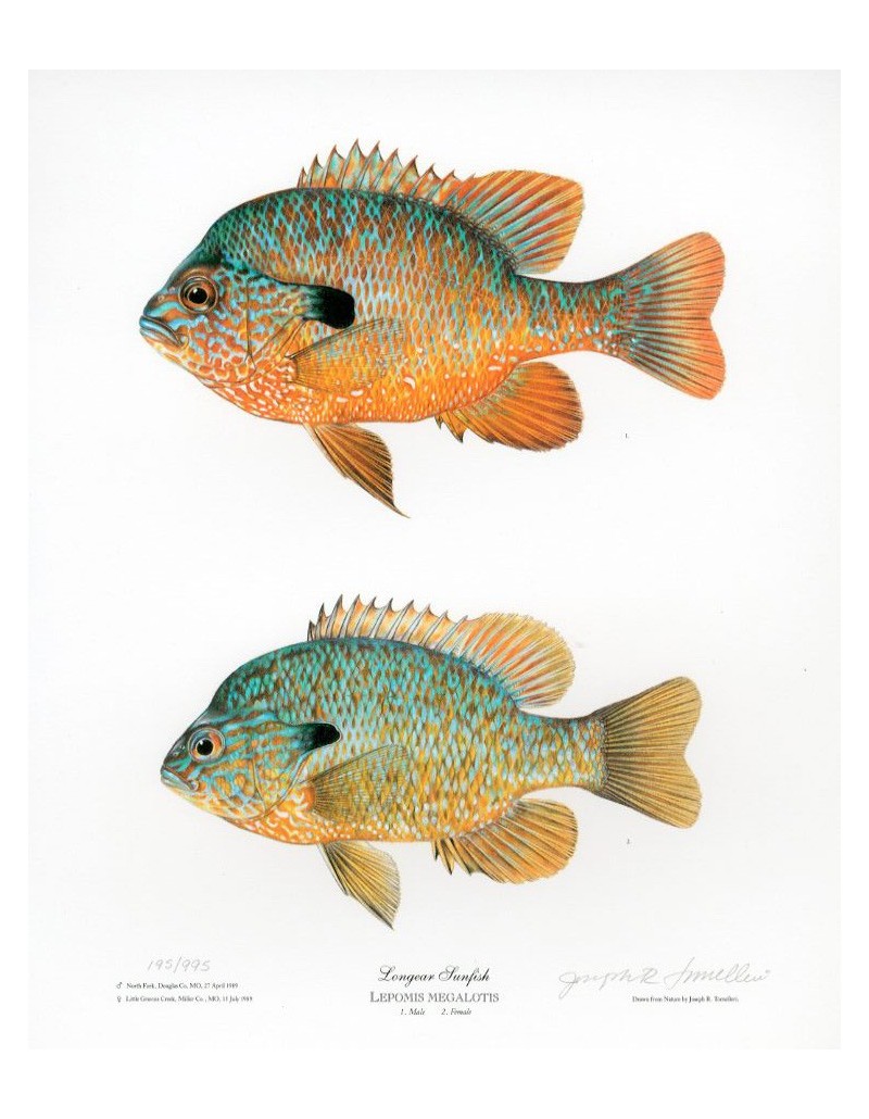 Longear Sunfish, male and female