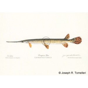 Longnose Gar Longnose Gar