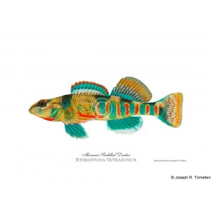 Missouri saddled darter, male Missouri saddled darter, male