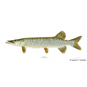 Muskellunge Muskellunge