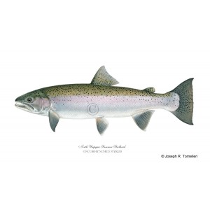 North Umpqua Summer Steelhead North Umpqua Summer Steelhead