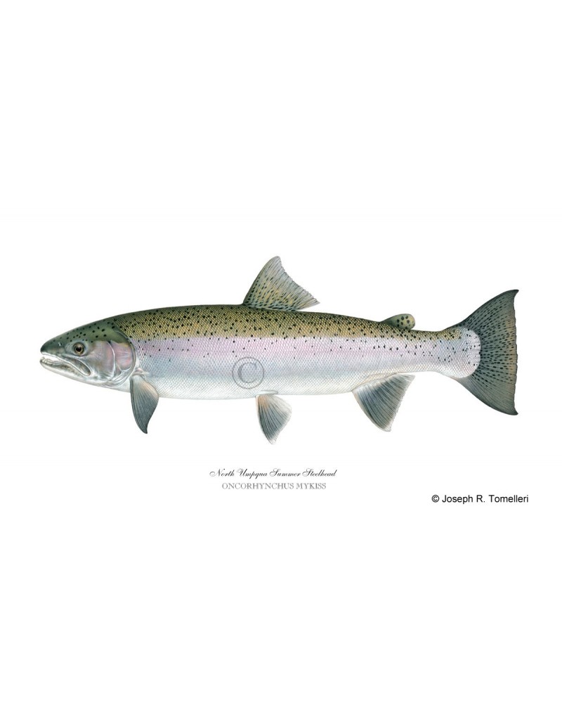 Steelhead (North Umpqua Summer Steelhead)