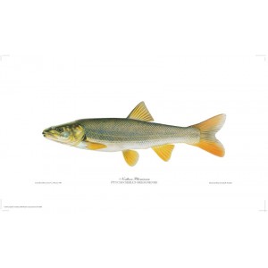 Northern Pikeminnow Northern Pikeminnow