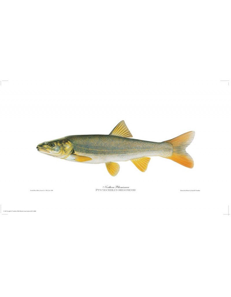 Northern Pikeminnow