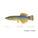 Golden Topminnow Golden Topminnow