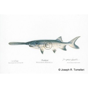 Paddlefish Paddlefish