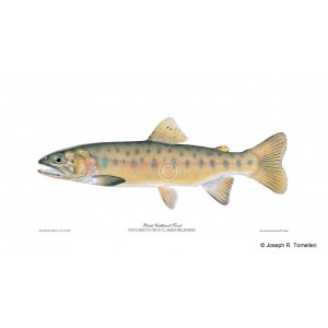 Paiute cutthroat trout Paiute cutthroat trout
