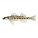 Slough darter, Etheostoma gracile Slough darter, Etheostoma gracile