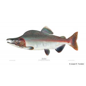 Pink salmon, male Pink salmon, male