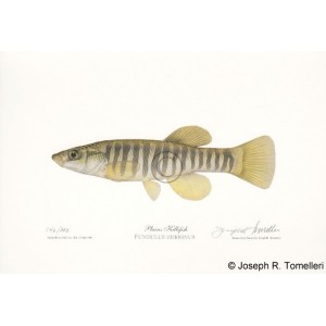 Plains Killifish Plains Killifish
