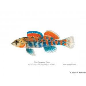 Plains orangethroat darter, male Plains orangethroat darter, male