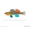 Missouri saddled darter, male Missouri saddled darter, male