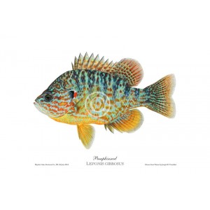 Pumpkinseed Pumpkinseed