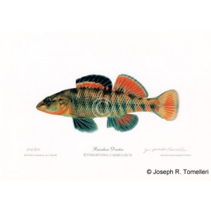 Rainbow Darter Rainbow Darter