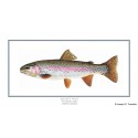 Rainbow Trout Rainbow Trout