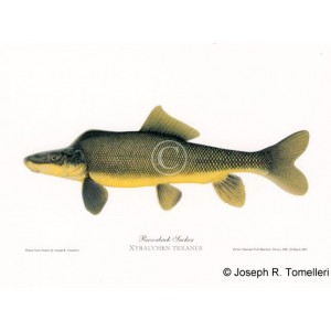 Razorback Sucker Razorback Sucker