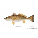 Paiute cutthroat trout Paiute cutthroat trout