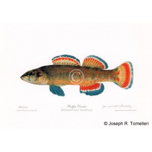 Redfin Darter Redfin Darter