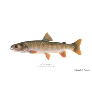 Resident Bull Trout Resident Bull Trout