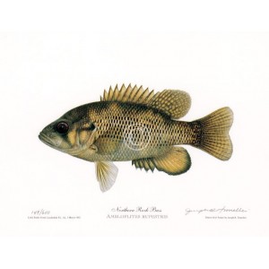 Rock bass Rock bass