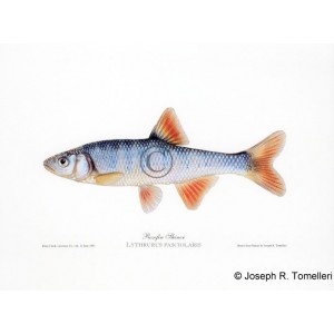 Rosefin Shiner Rosefin Shiner