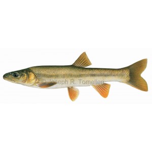 Sacramento pikeminnow, Ptychocheilus grandis Sacramento pikeminnow, Ptychocheilus grandis