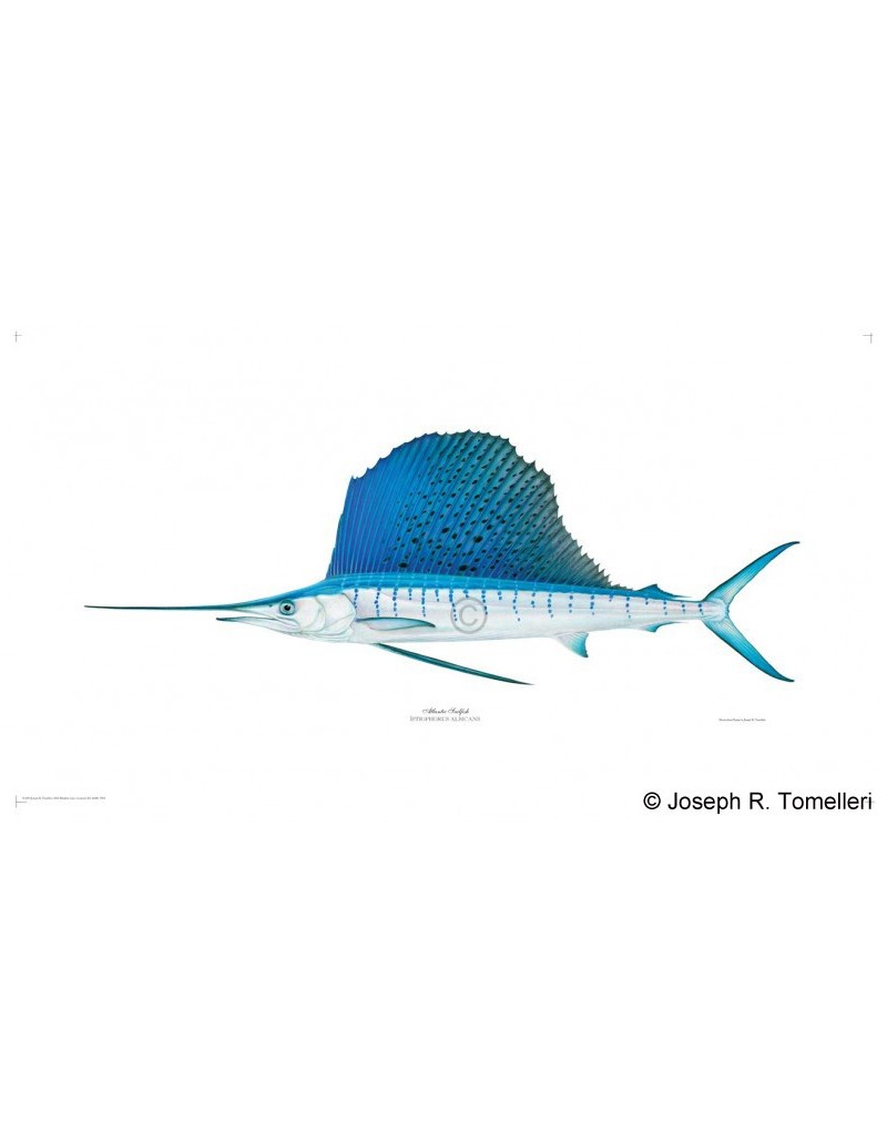 Sailfish