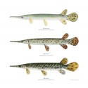 Longnose Gar Longnose Gar
