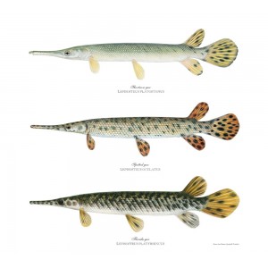 Shortnose Gars Shortnose Gars