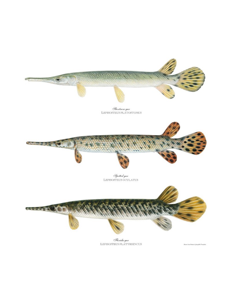 Shortnose Gars