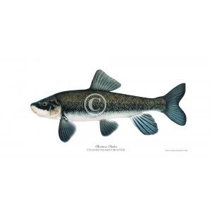 Shortnose sucker Shortnose sucker