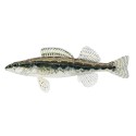 Suwanee bass, Micropterus notius Suwanee bass, Micropterus notius