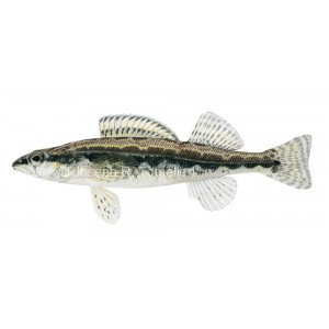 Sickle darter, Percina williamsi