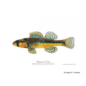 Slackwater darter, male Slackwater darter, male