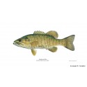 Largemouth Bass Largemouth Bass