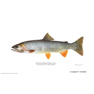 Snake River cutthroat trout Snake River cutthroat trout