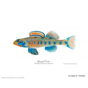 Spangled darter, male Spangled darter, male