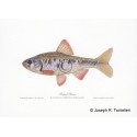 Rosefin Shiner Rosefin Shiner