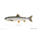 Tallapoosa shiner Tallapoosa shiner