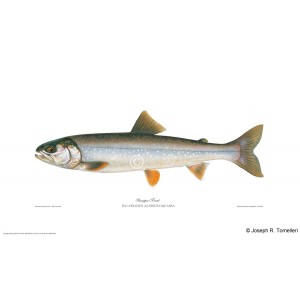 Sunapee trout Sunapee trout