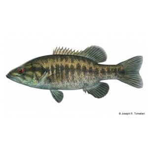 Suwanee bass, Micropterus notius Suwanee bass, Micropterus notius