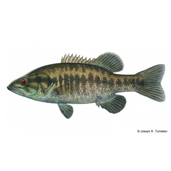 Suwanee bass, Micropterus notius