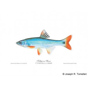 Tallapoosa shiner Tallapoosa shiner