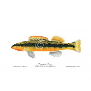 Tangerine darter Tangerine darter