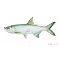 Tallapoosa shiner Tallapoosa shiner