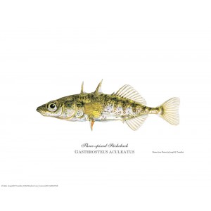 Three-spined Stickleback Three-spined Stickleback