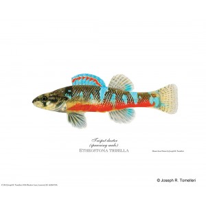 Trispot darter Trispot darter